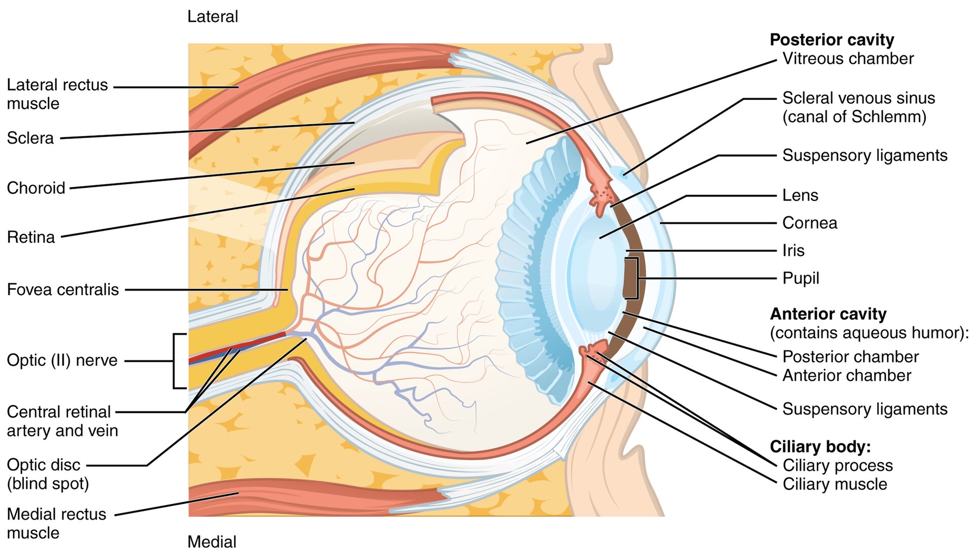 fig-eye-cross-section