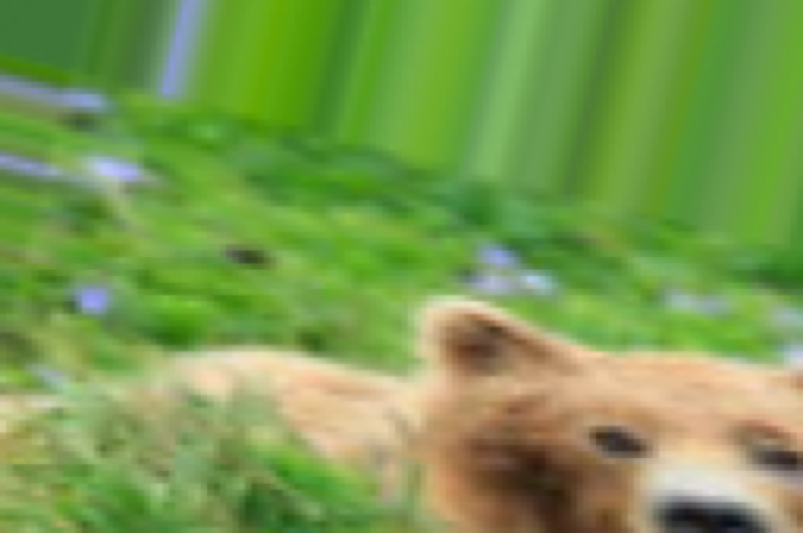 Example output of `warpBy1` on `bear.png`.