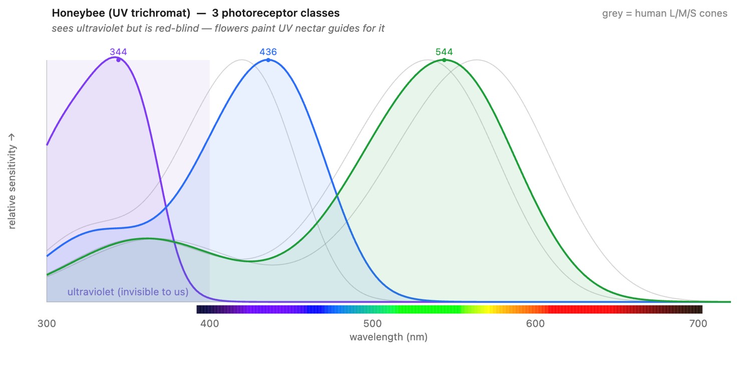 fig-animal-cone-curves