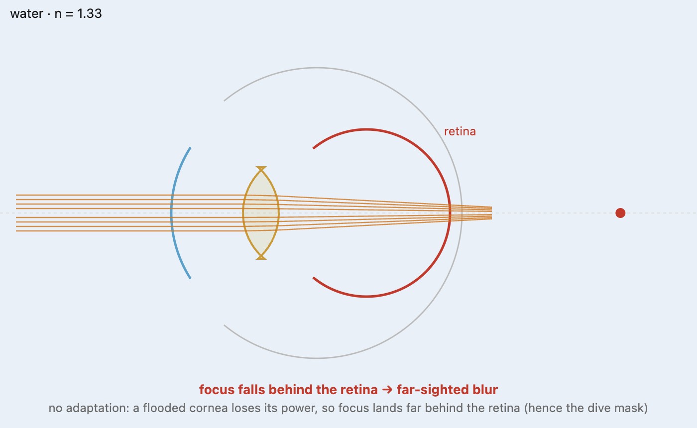 fig-amphibious-eyes-raytrace