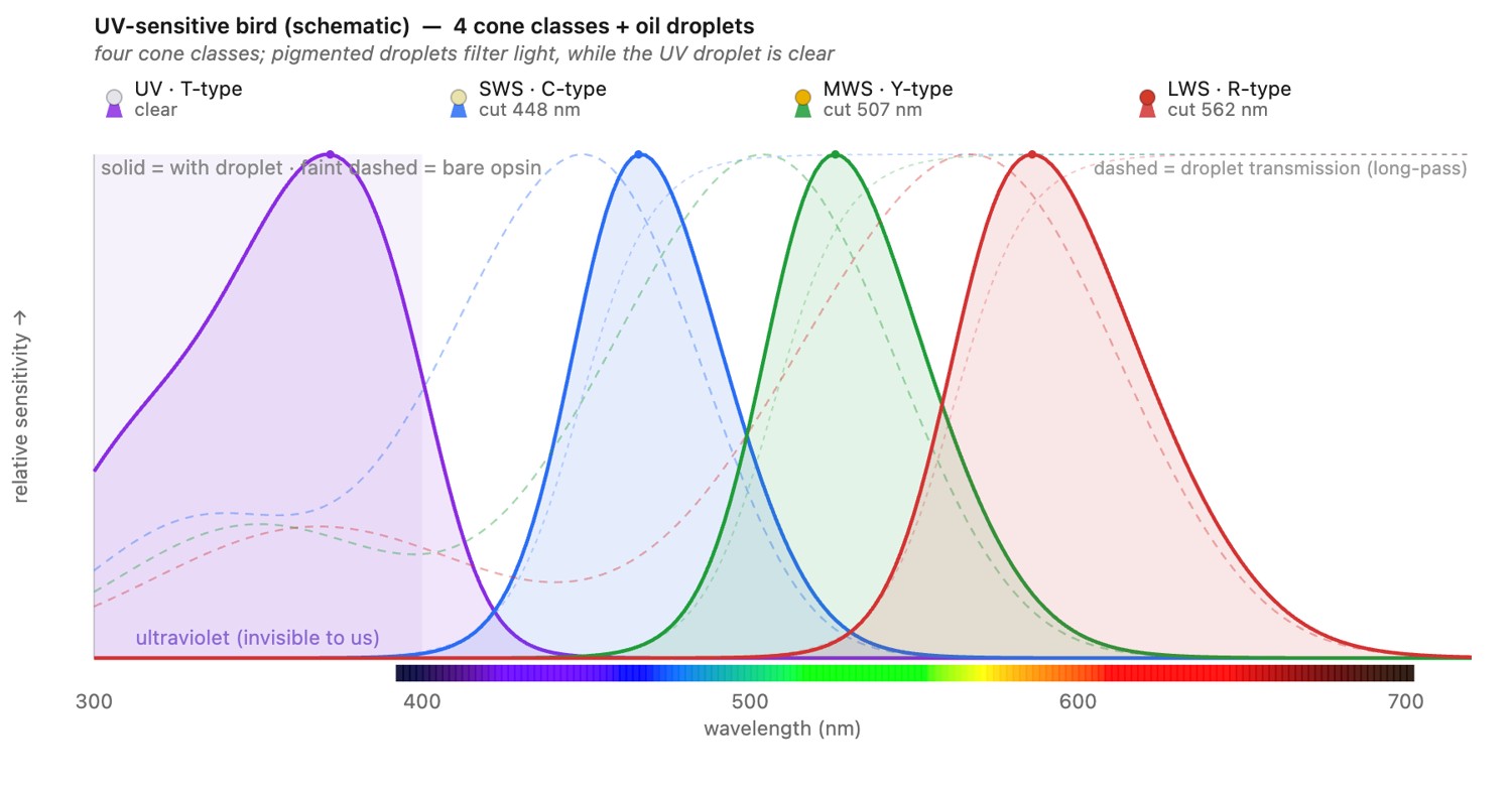 fig-animal-oil-droplets