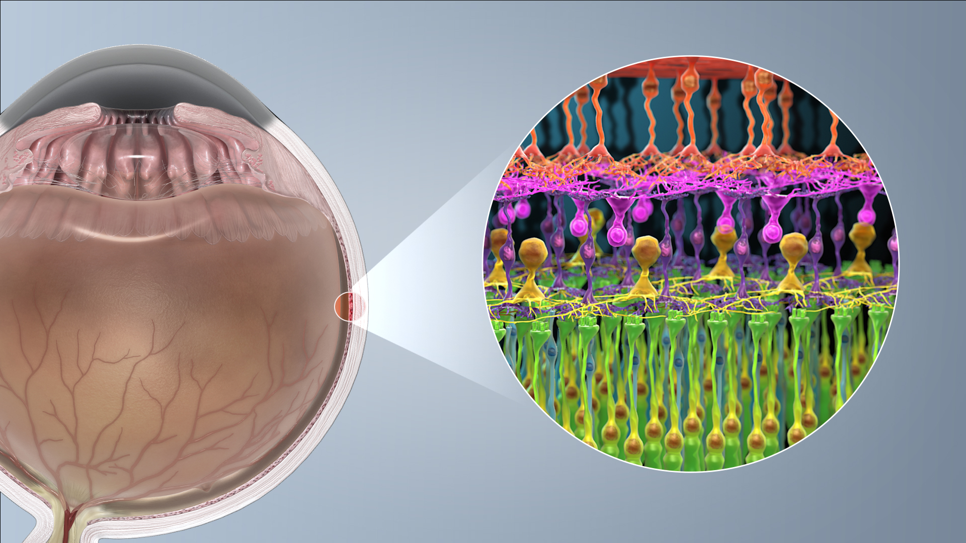fig-photoreceptor-cell