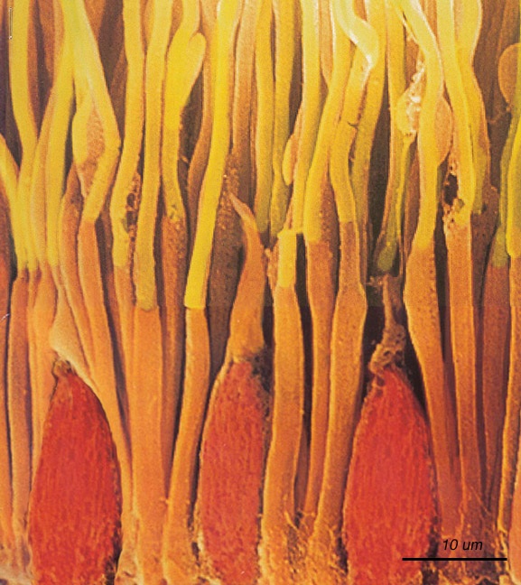 fig-rods-cones-micrograph