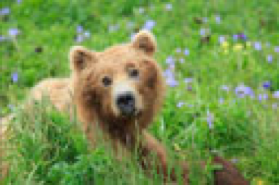 The `bear.png` input image.