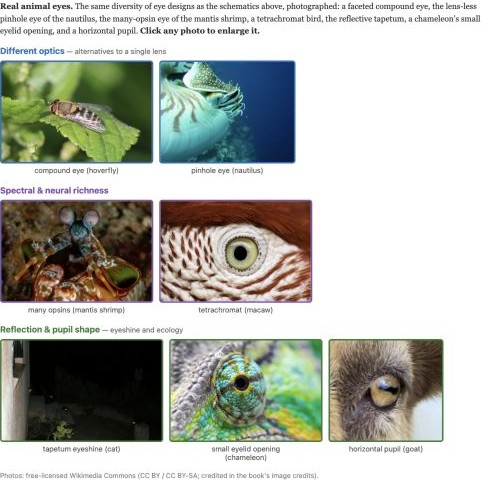 fig-animal-eyes-gallery